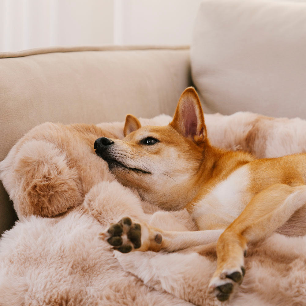 Calming Dog Bed Sofa Protector Pet Mat